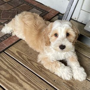 Meet your Posher, Colleen